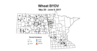 wheat bydvi 5 29 6 9 2017