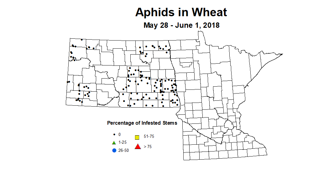 wheat aphids 5.28 6.1 2018