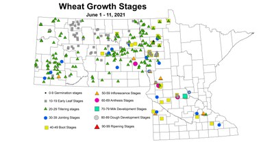 wheatGrowthStages6.1 6.11