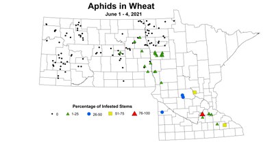 wheatAphids6.1 6.4