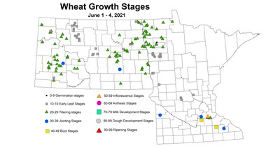 wheatGrowthStages6.1 6.4