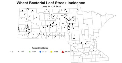wheatBacterialLeafStreakIncidence 6.14 6.25