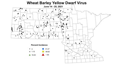wheatBarleyYellowDwarfVirus 6.14 6.25