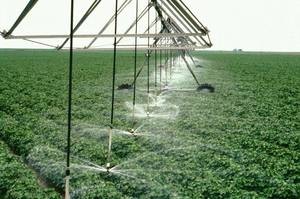 irrigation sprinklers running in field.jpg