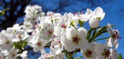 Pear blossoms-2