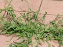 Crabgrass growing on sidewalk