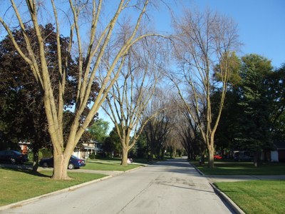 EAB-infested trees