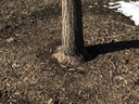 Mulched tree