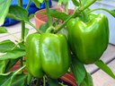 Bell peppers growing in pot