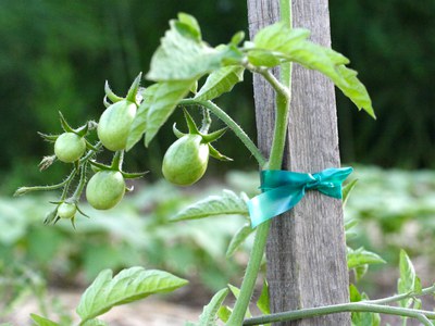 Tomato-stake