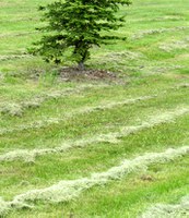 Grass clumps