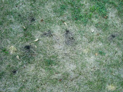 Skunk damage on a lawn