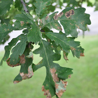 Oak leaves displaying signs of athracnose