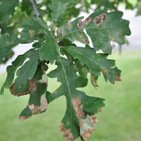 Oak Athracnose