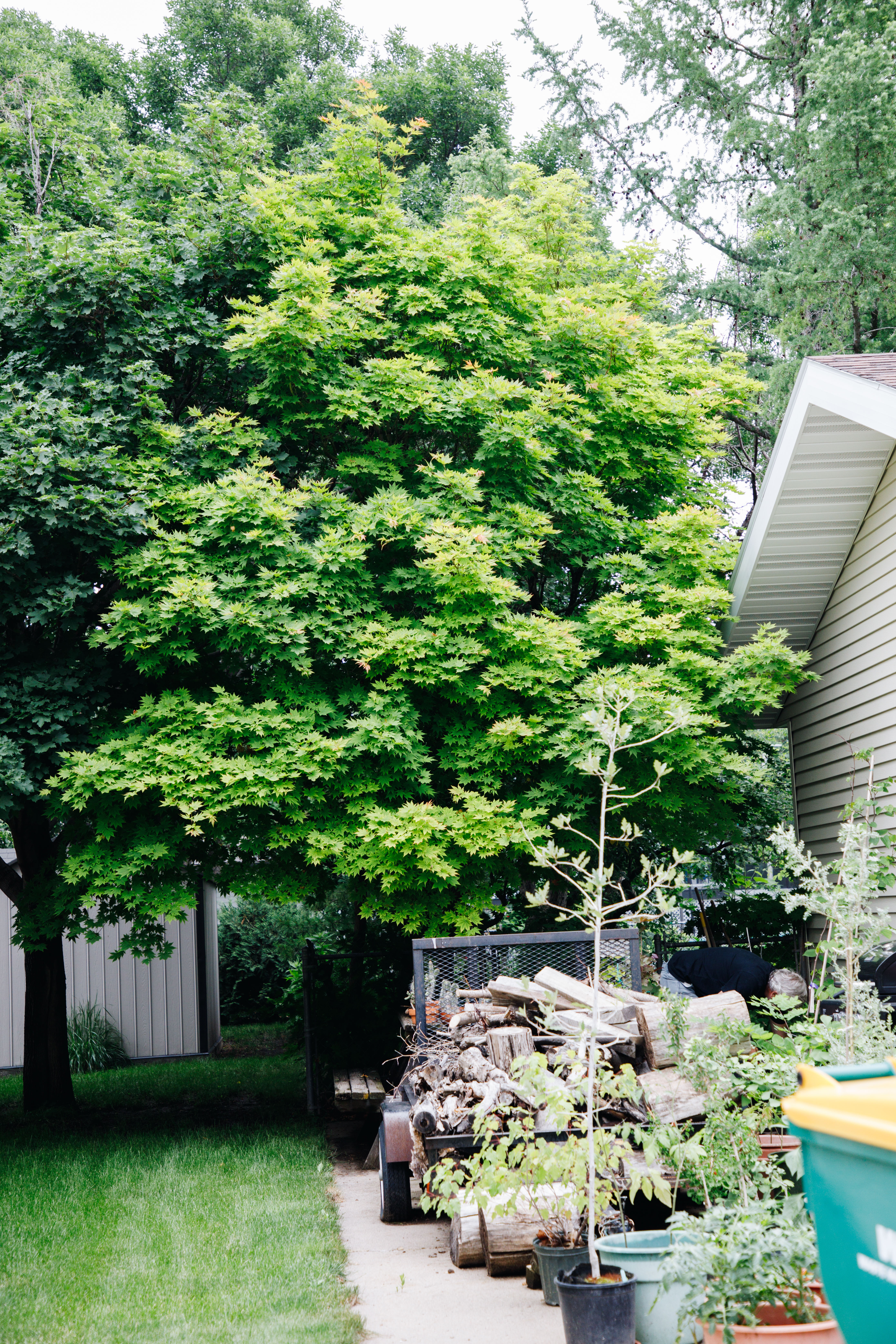 Acer pseudosieboldianum Korean Maple 1