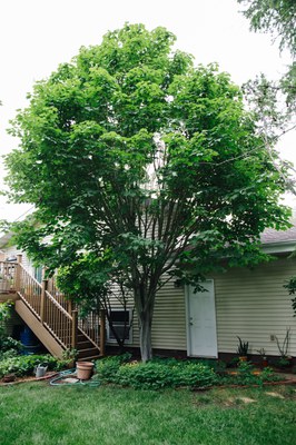 Acer tegmentosum Manchurian Striped Maple 1