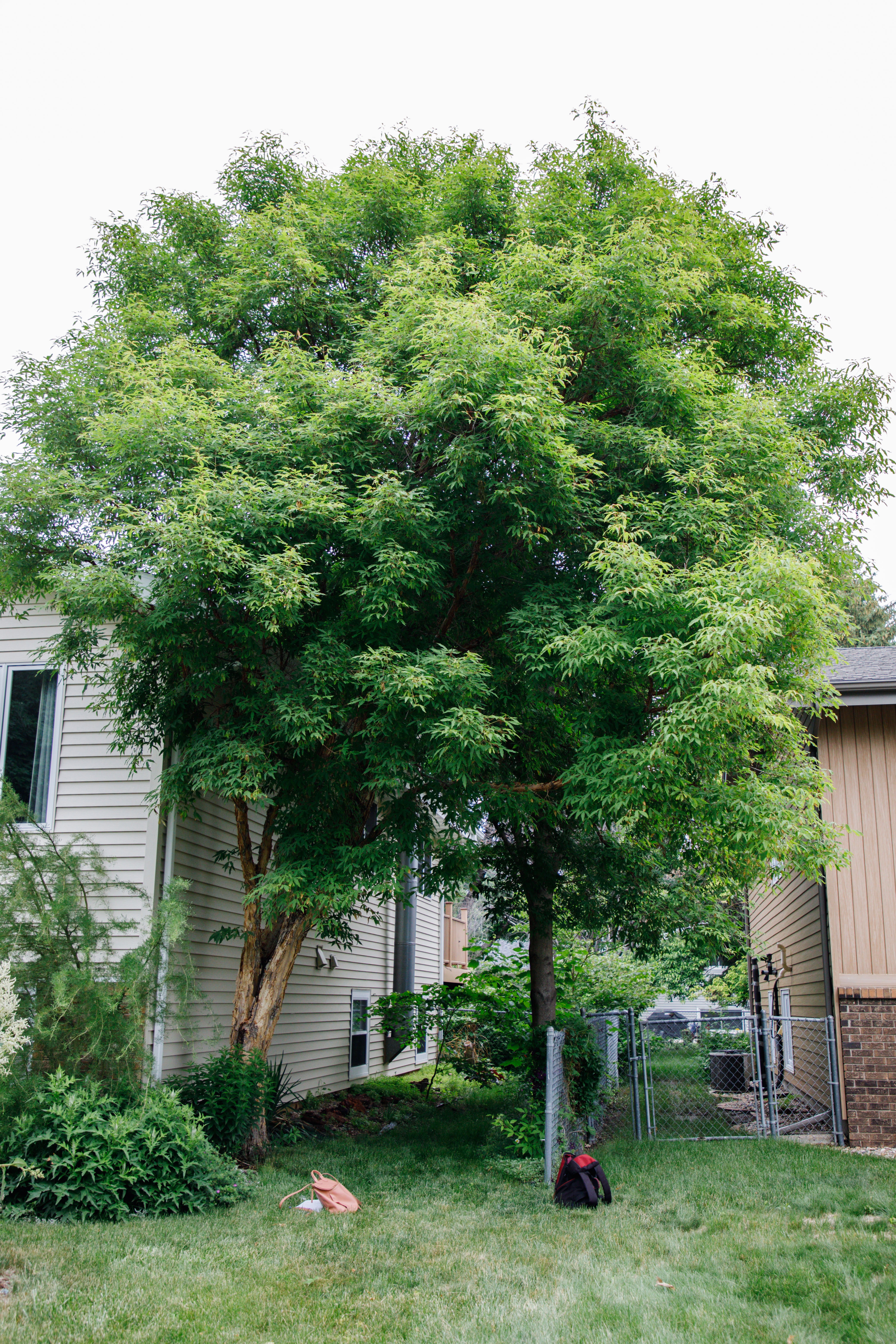 Acer triflorum Three Flowered Maple 1