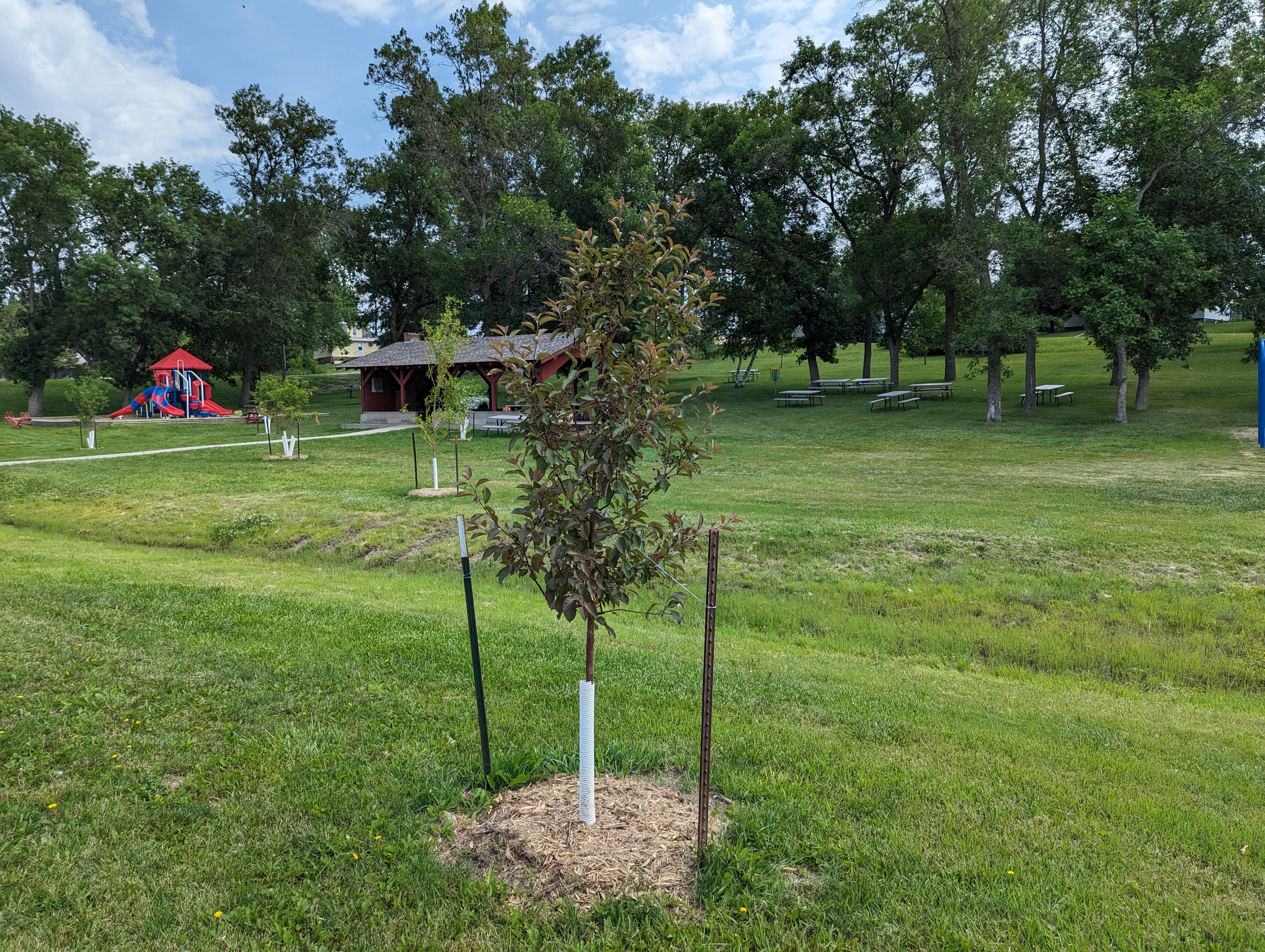 AF Lehr Planting Gackle