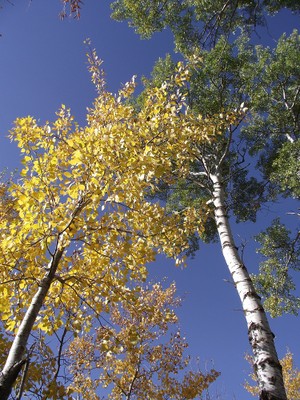 Aspen