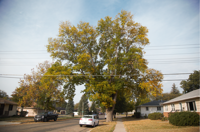 Newly Crowned Champion Green Ash in Bismarck