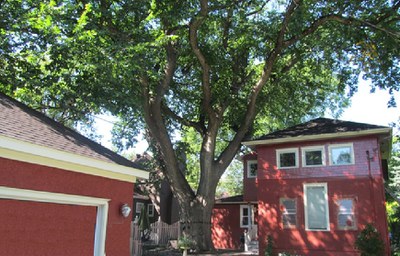 Champion American Elm