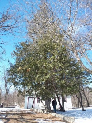 Champion Arborvitae