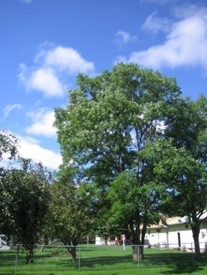 Champion Black Locust