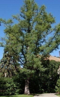 Champion Eastern larch