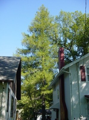 Champion European Larch