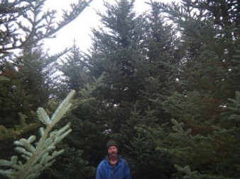 Champion Frasier Fir