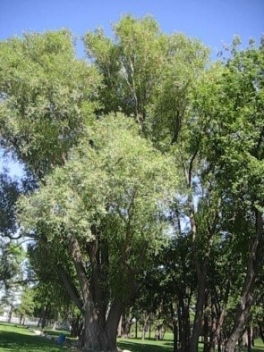 Champion Golden Willow