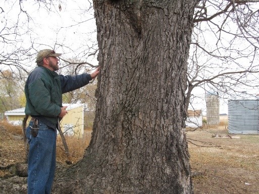 Champion Hackberry