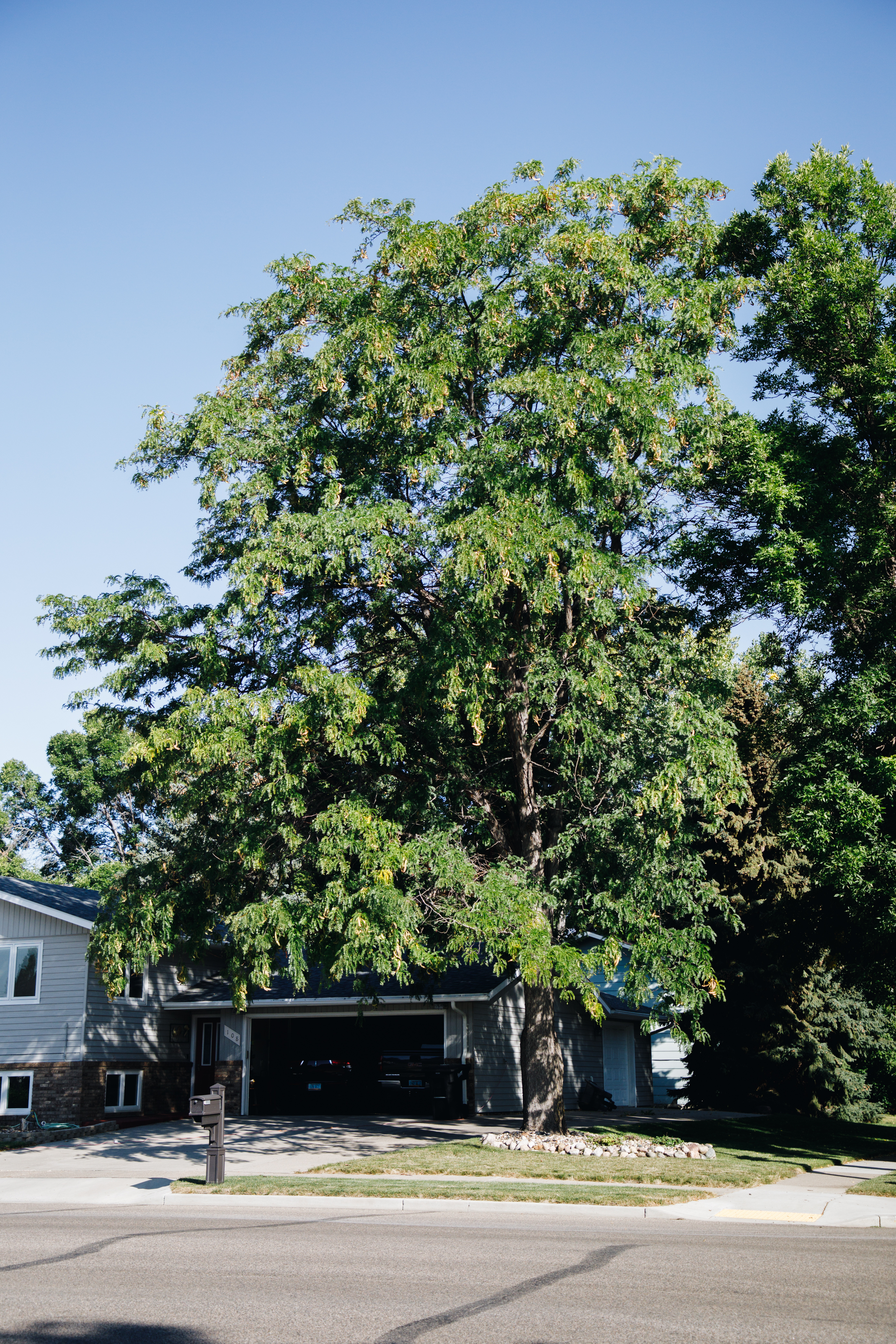 Champion Honeylocust