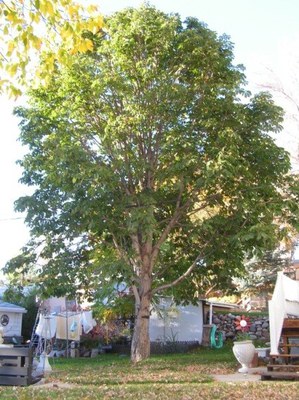 Champion Horsechestnut