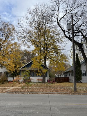 Champion Kentucky Coffee Tree