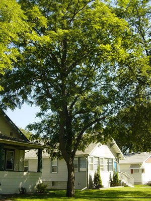 Champion Kentucky Coffeetree