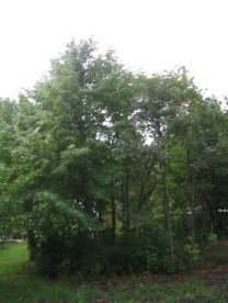 Champion Mongolian Oak