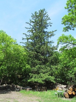 Champion Norway Spruce