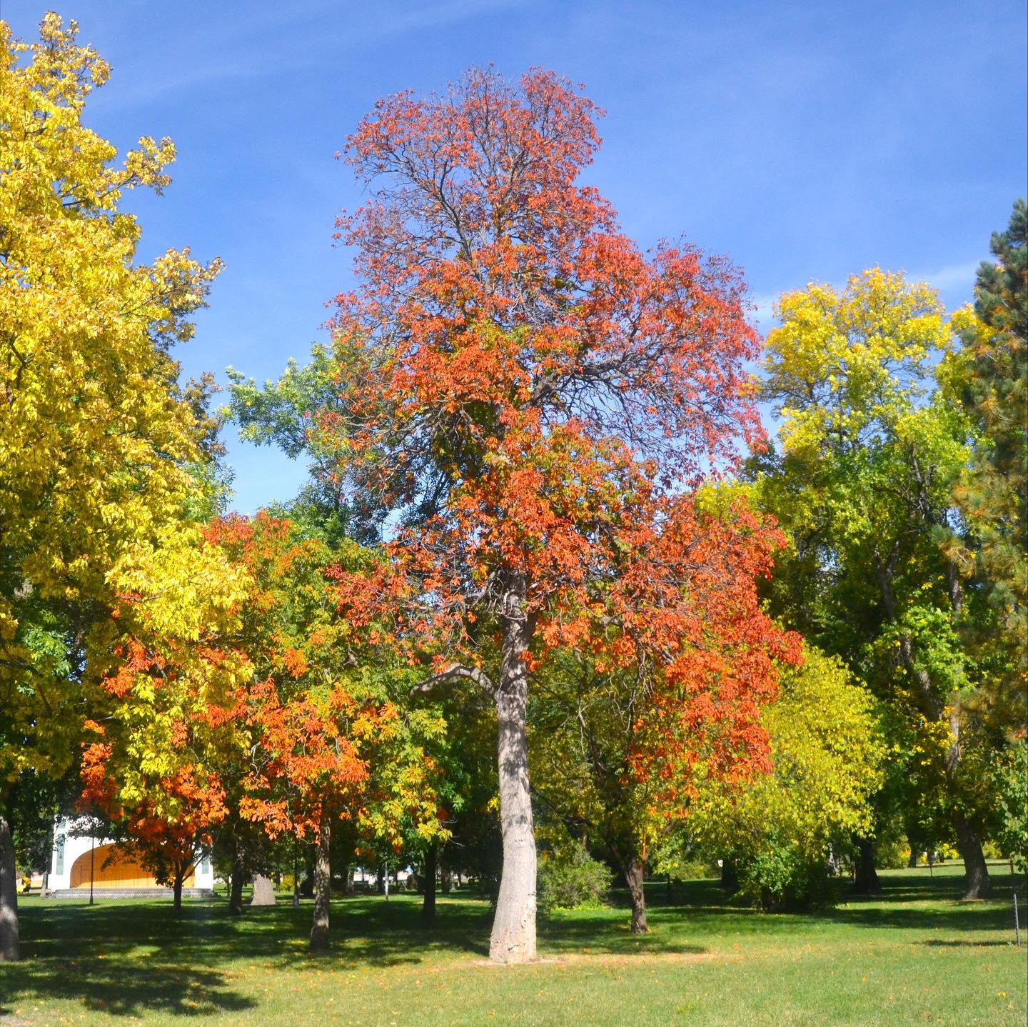 Champion Ohio Buckeye