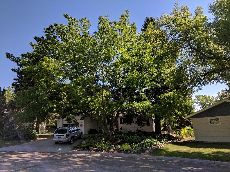 Champion Red Oak