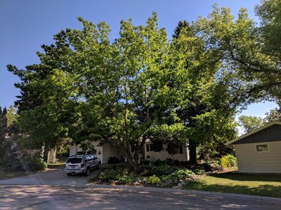 Champion Red Oak