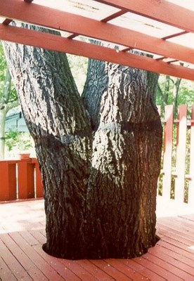 Champion Siberian Elm