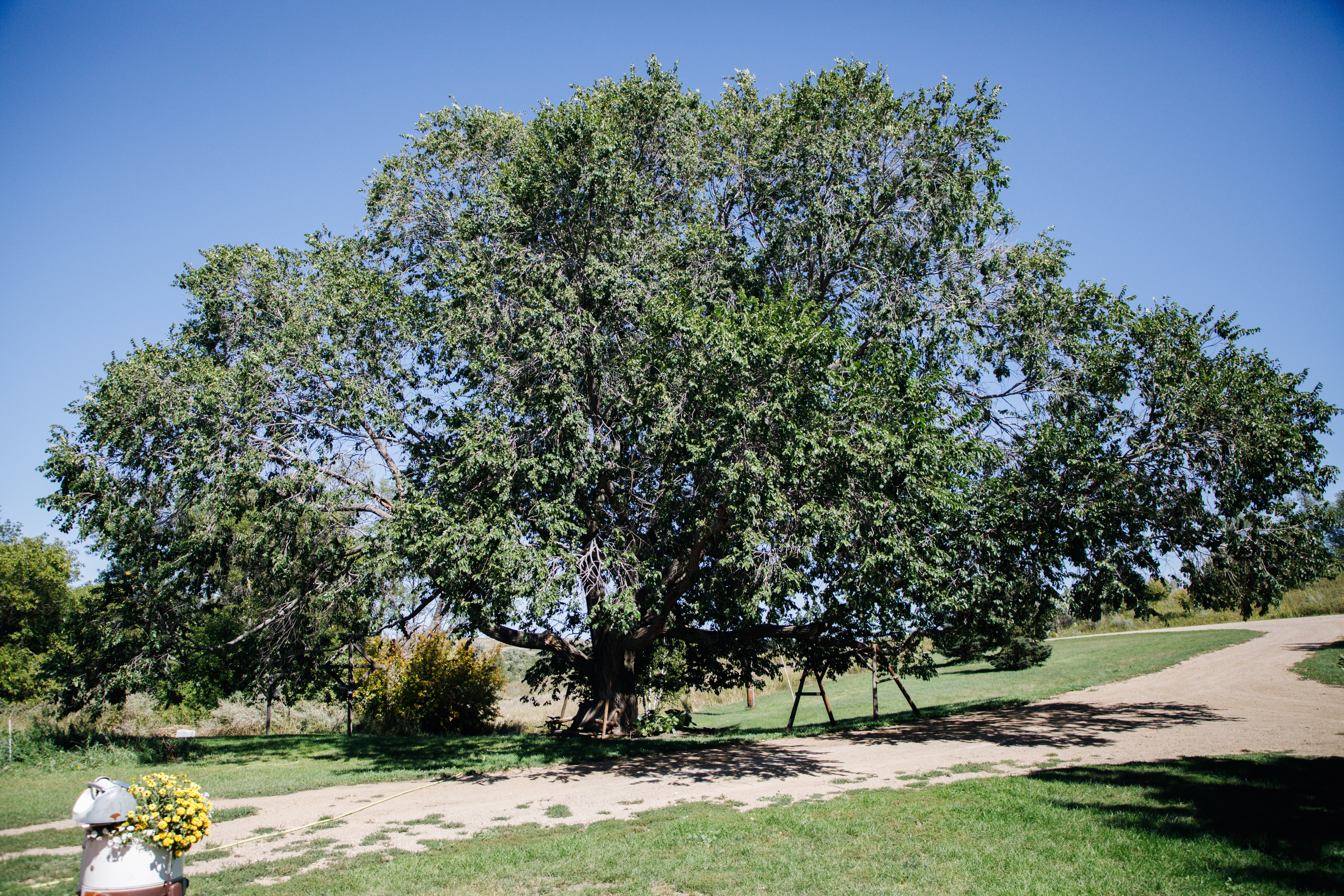 Champion Slippery Elm