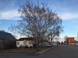 Champion Weeping Birch