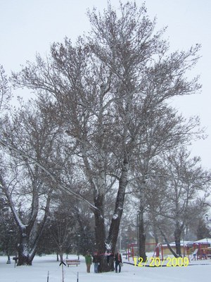 Champion White Poplar