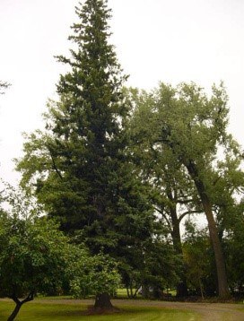 Champion White Spruce