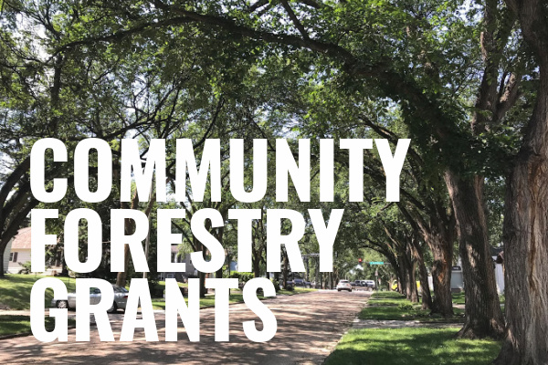 Community Forestry Grant small