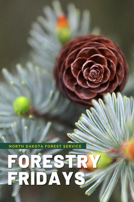 Copy of forestry fridays 2022(3)