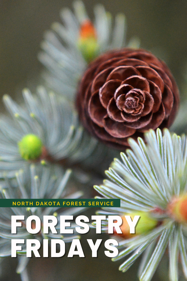 Copy of forestry fridays 2022(3)