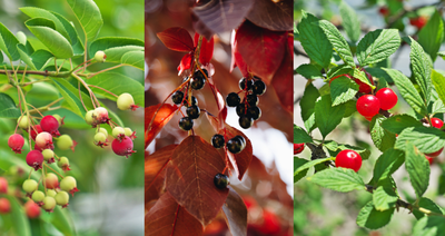 Foraging Fruits